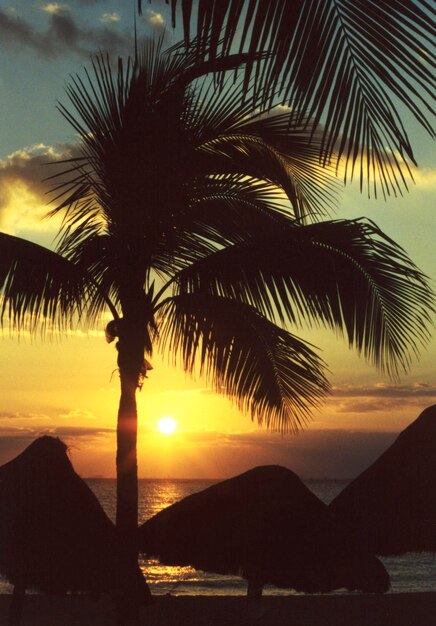 Foto silueta de una palmera contra el cielo durante la puesta de sol