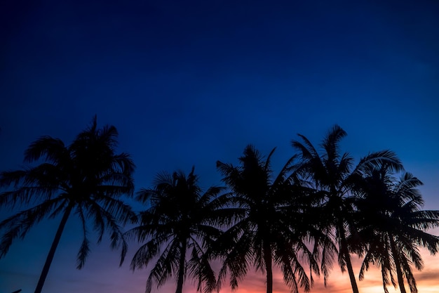 Silueta de palmera en el fondo del atardecer