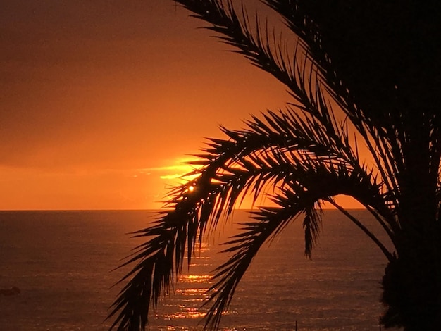 Foto silueta de una palmera en la playa durante la puesta de sol