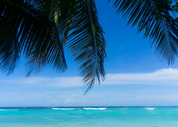 Silueta de palmera sobre el océano tropical al atardecer