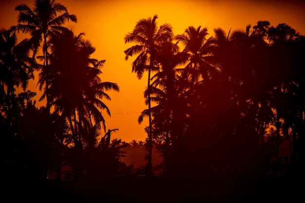 Silueta de palmera tropical con puesta de sol en el fondo