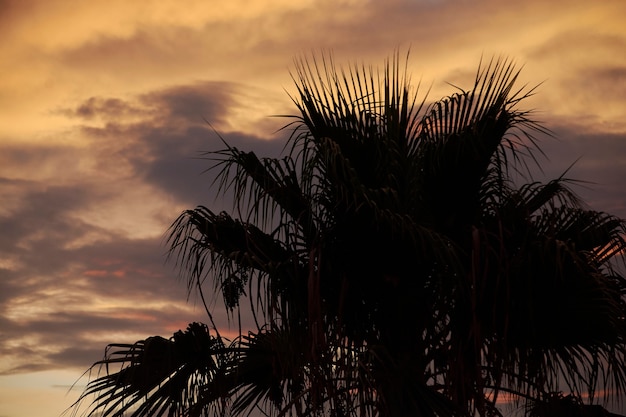 Silueta de palmeras al atardecer en Sicilia