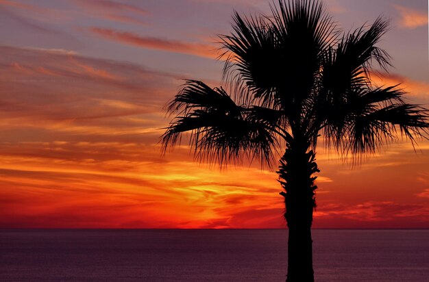 Silueta de palmeras al atardecer