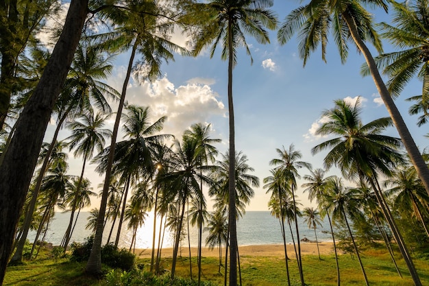 Silueta de palmeras de coco al atardecer o al amanecer cielo sobre el mar Increíble luz naturaleza paisaje colorido Hermosa luz naturaleza cielo y nubes