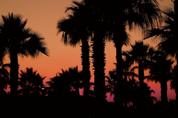 Foto silueta de palmeras contra el cielo durante la puesta de sol