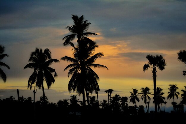 Silueta de palmeras contra el cielo durante la puesta de sol