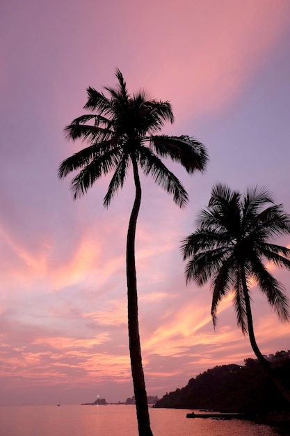 Silueta de palmeras contra el cielo romántico al atardecer