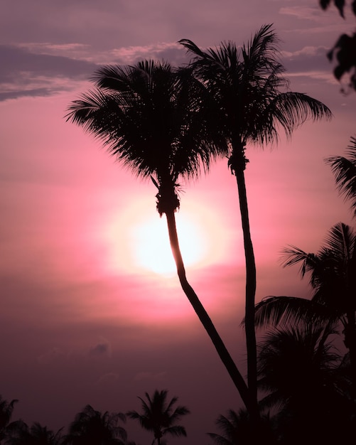 Foto silueta de palmeras contra el cielo romántico al atardecer