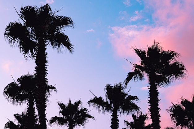 Foto silueta de palmeras contra el cielo rosa púrpura