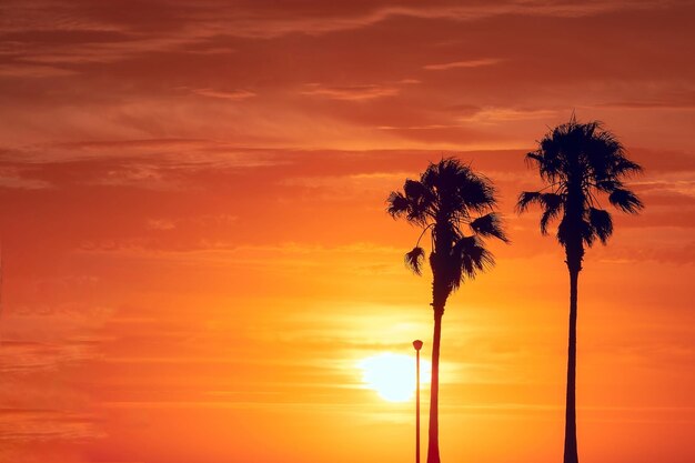 Silueta de palmeras en la hermosa puesta de sol brillante