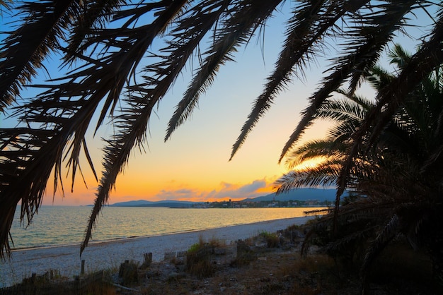 Silueta de palmeras junto a la orilla al atardecer Filmada en Cerdeña Italia