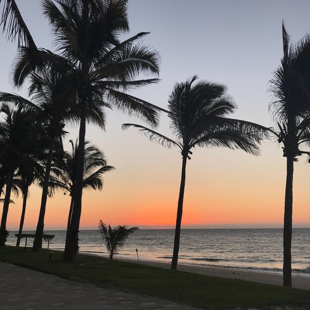 Foto silueta de palmeras en la playa contra el cielo durante la puesta de sol