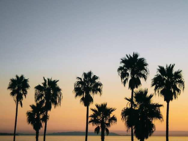 Foto silueta de palmeras en la playa