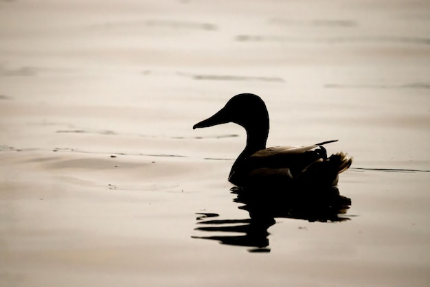 Silueta de un pato salvaje nadando en el lago