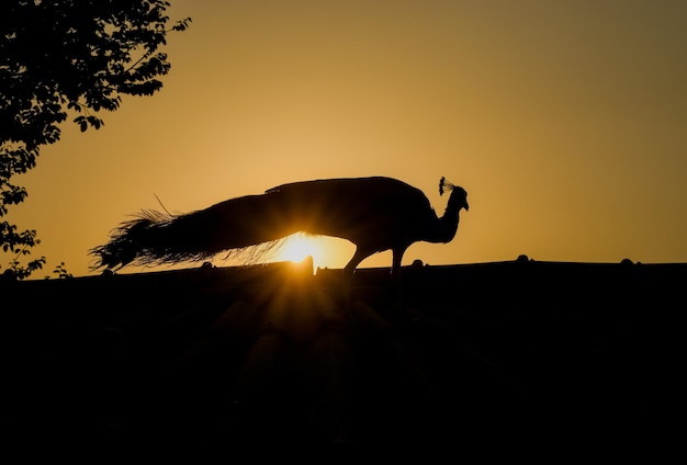 Silueta de pavo real al amanecer foto de archivo