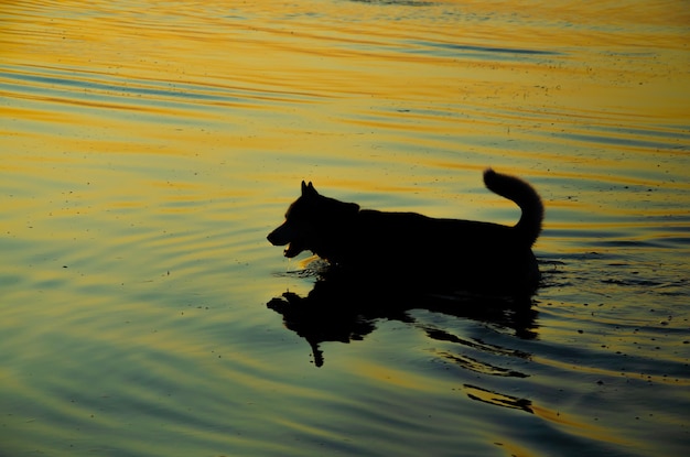 La silueta de un perro en el agua del mar cerca de la orilla