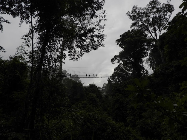 Silueta de personas que cruzan el puente colgante en el dosel superior del árbol en Danum Valley lahad datu