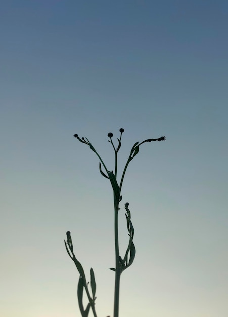 Silueta de una planta de campo contra el cielo al atardecer