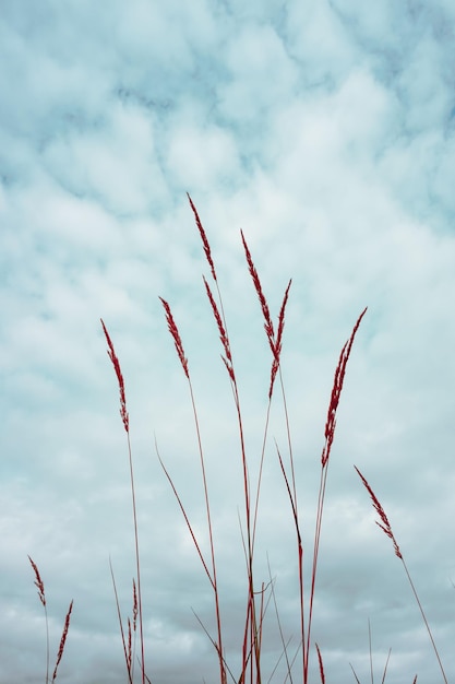 silueta de planta de flor y fondo de cielo azul