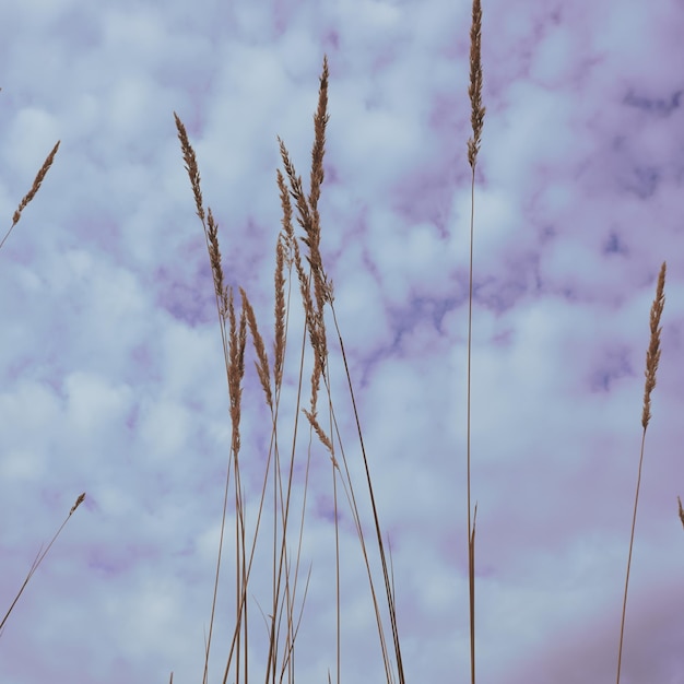 silueta de planta de flor y fondo de cielo azul