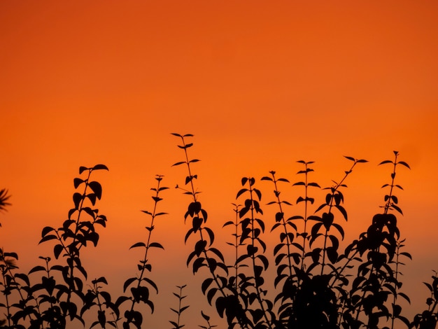 Silueta de plantas al atardecer