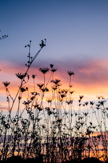 Silueta de plantas al atardecer