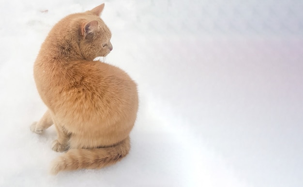 Silueta, primer plano de un gato rojo VISTA DESDE LA PARTE POSTERIOR contra el fondo de nieve en la calle, pancarta, lugar para el texto.