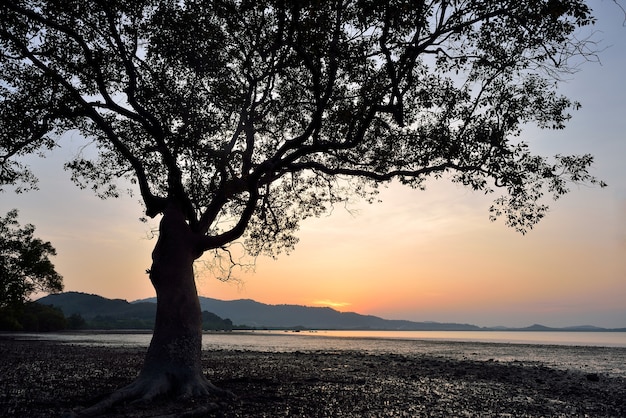 Silueta de la puesta del sol del árbol