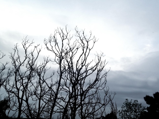 Silueta de rama de árbol de invierno seco