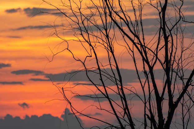 Silueta de la rama de árbol con la puesta del sol, fondo de Halloween.