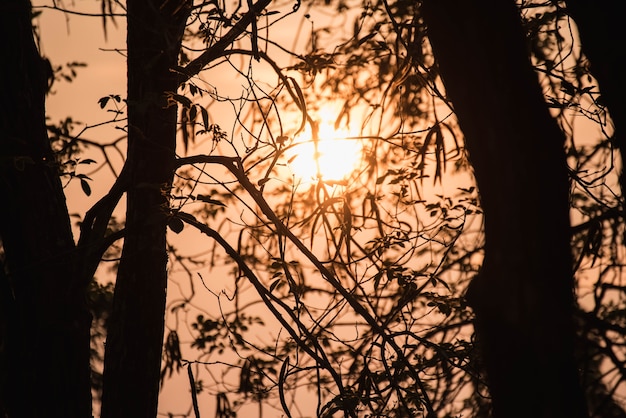 silueta rama de un árbol en la puesta del sol