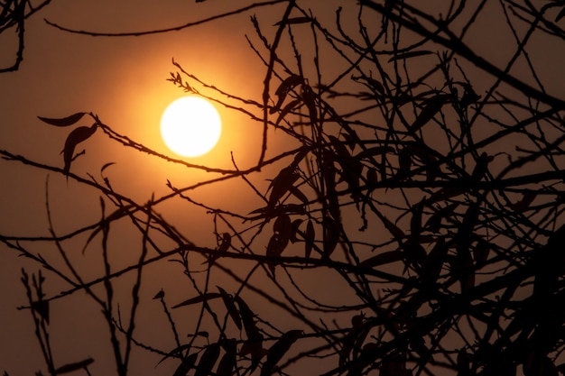 silueta, de, rama, con, ocaso, cielo, plano de fondo