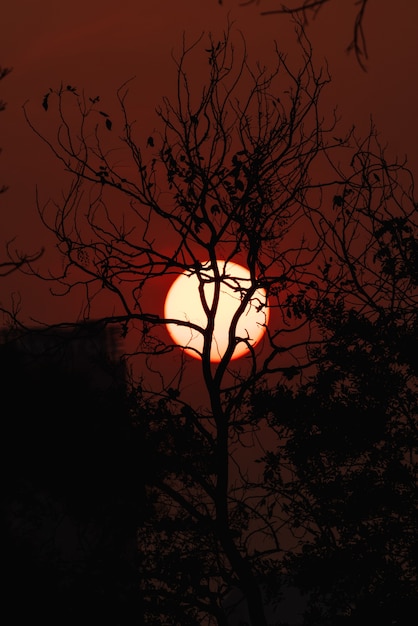 Silueta de ramas al atardecer