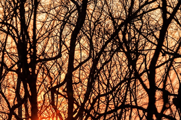 La silueta de las ramas al atardecer.