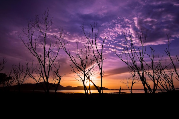 Silueta de ramas de los árboles con el cielo crepuscular