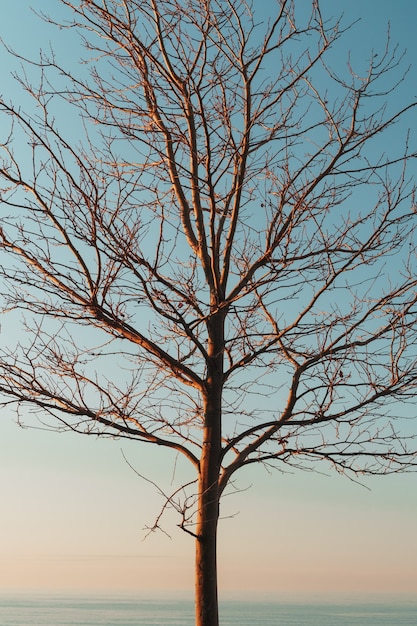 Foto silueta de ramas de árboles sin hojas sobre un fondo azul cielo.