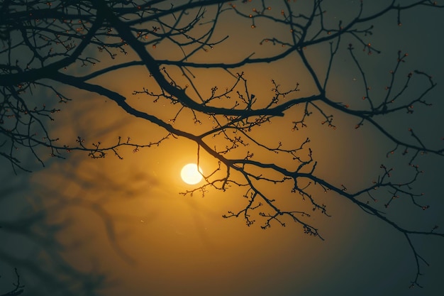 La silueta de las ramas de los árboles bajo el sol de otoño una escena pacífica