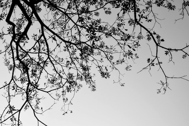 Silueta de ramas y hojas de los árboles en la naturaleza.