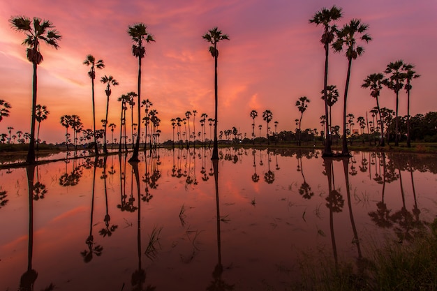 Silueta de reflejo de palmera durante el amanecer