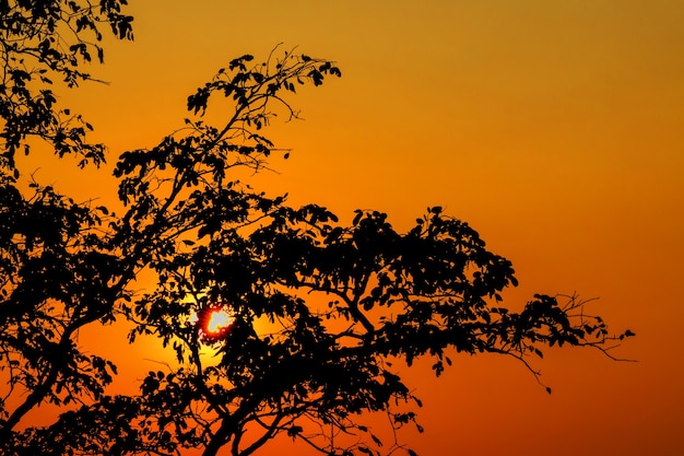 Silueta de un solo árbol contra el sol poniente con el mar de oro