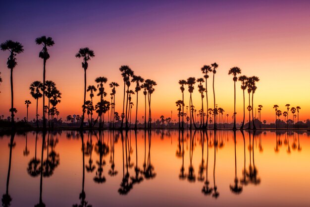 Silueta de Sugar Palm Tree en el campo de arroz antes del amanecer