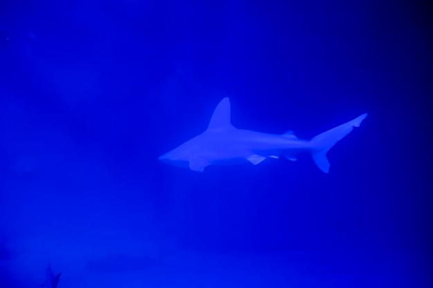 La silueta de un tiburón en el mar azul profundo