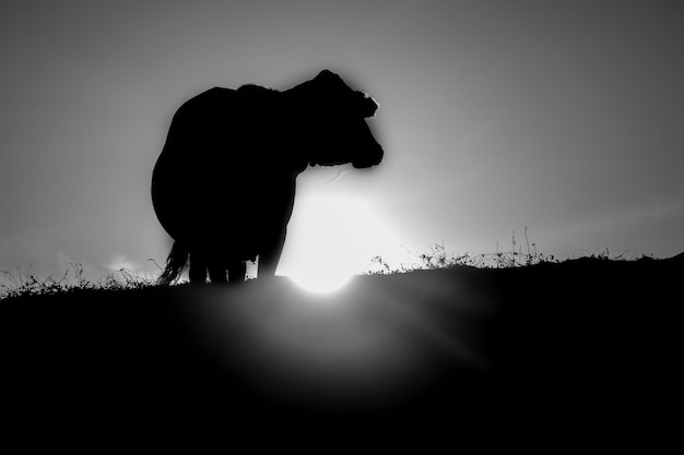 Foto silueta de vaca en blanco y negro