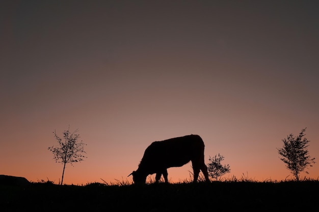 silueta de vaca pastando en el prado y el fondo del atardecer