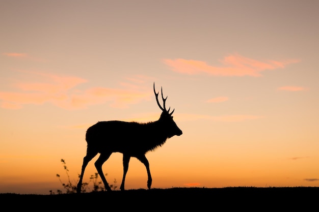 silueta, de, venado, debajo, ocaso