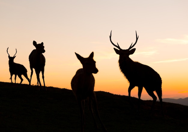 silueta, de, venado