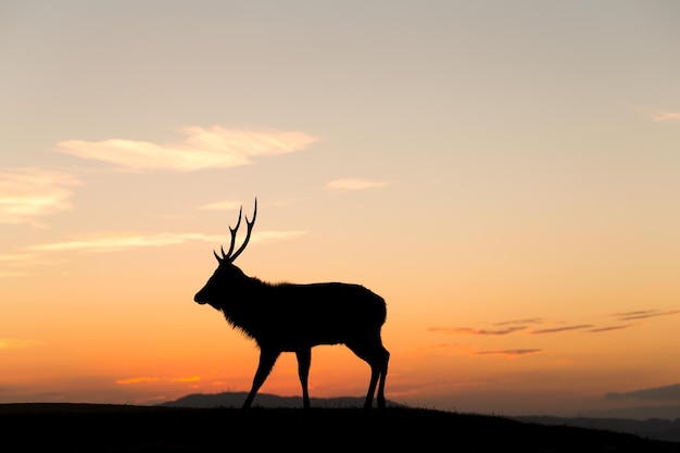 silueta, de, venado