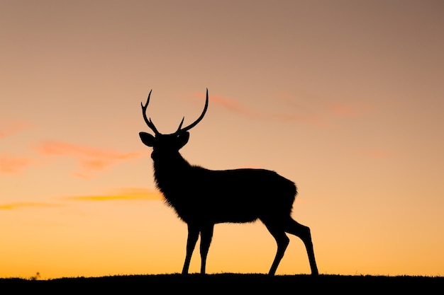 silueta, de, venado