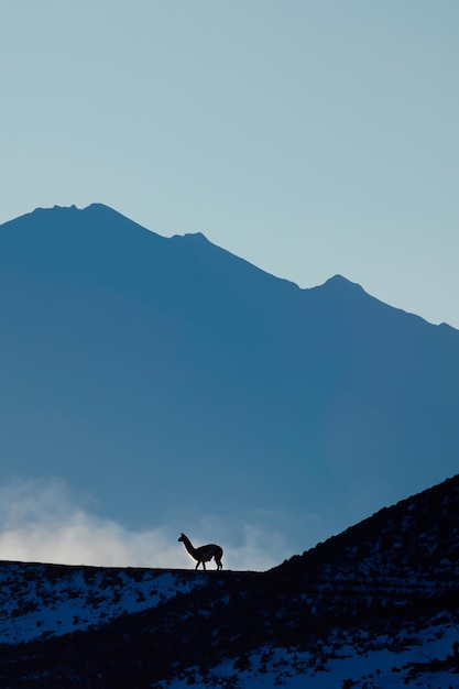 Silueta de Vicuna Llama Alpaca en un paisaje de montañas nevadas en América del Sur