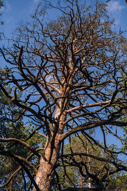 Siluetas de un árbol negro sin hojas sobre un fondo blanco, fotografías negativas de ramas de árboles